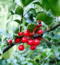 Holly Berries